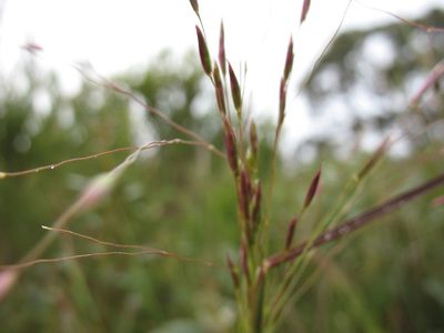 Plinthanthesis paradoxa, photographed by Michael D. Pirie