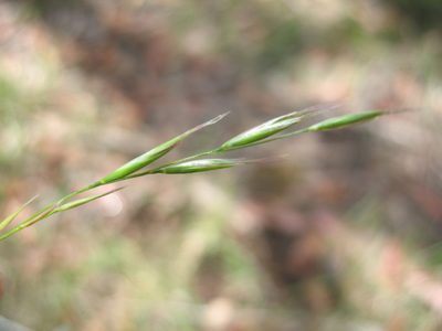 Rytidosperma penicillatum, photographed by Michael D. Pirie