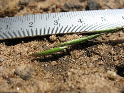Rytidosperma penicillatum, photographed by Michael D. Pirie