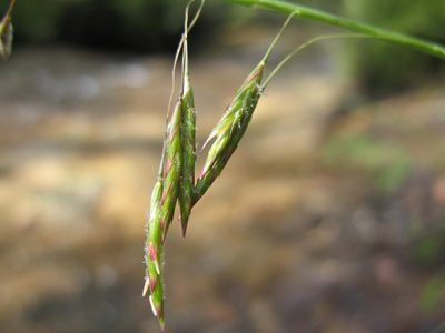 Notochloe microdon, photographed by Michael D. Pirie