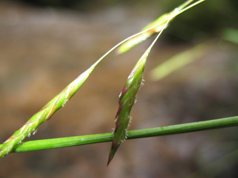 Notochloe microdon, photographed by Michael D. Pirie