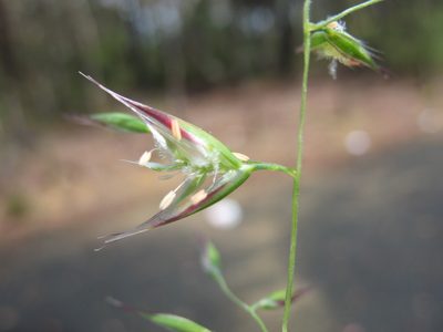 Rytidosperma tenuius, photographed by Michael D. Pirie