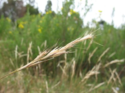 Rytidosperma quirihuense, photographed by Michael D. Pirie