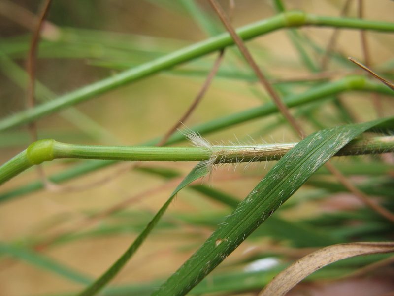 Rytidosperma quirihuense, photographed by Michael D. Pirie