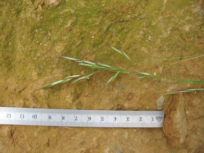 Rytidosperma quirihuense, photographed by Michael D. Pirie