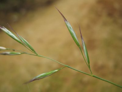 Rytidosperma quirihuense, photographed by Michael D. Pirie