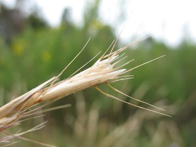 Rytidosperma quirihuense, photographed by Michael D. Pirie