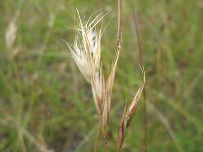 Rytidosperma laeve, photographed by Michael D. Pirie