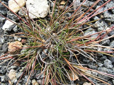 Rytidosperma fortunae-hibernae, photographed by Michael D. Pirie