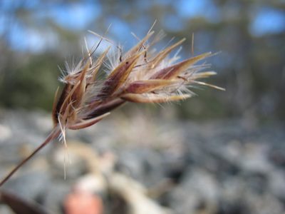 Rytidosperma fortunae-hibernae, photographed by Michael D. Pirie