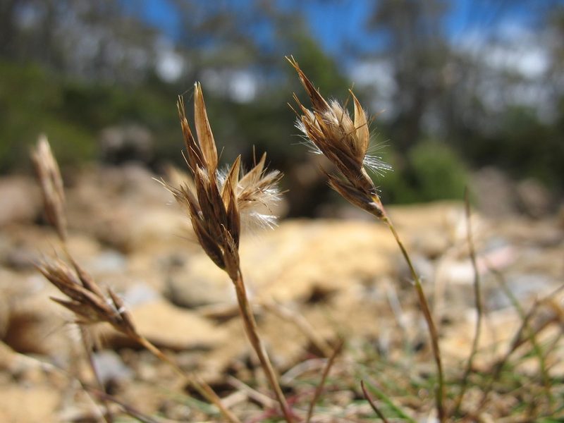 Rytidosperma fortunae-hibernae, photographed by Michael D. Pirie