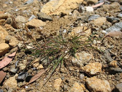 Rytidosperma fortunae-hibernae, photographed by Michael D. Pirie