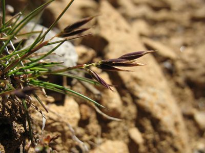 Rytidosperma fortunae-hibernae, photographed by Michael D. Pirie