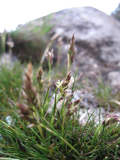 Rytidosperma fortunae-hibernae, photographed by Michael D. Pirie