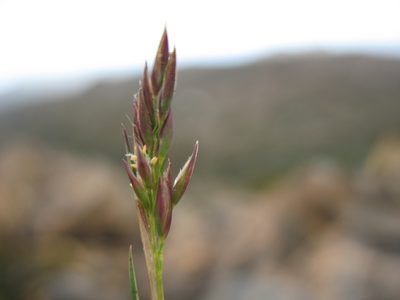Rytidosperma fortunae-hibernae, photographed by Michael D. Pirie
