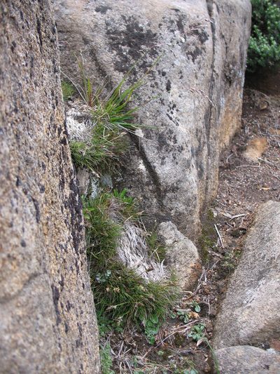 Rytidosperma fortunae-hibernae, photographed by Michael D. Pirie