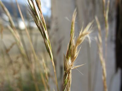 Rytidosperma gracile, photographed by Michael D. Pirie
