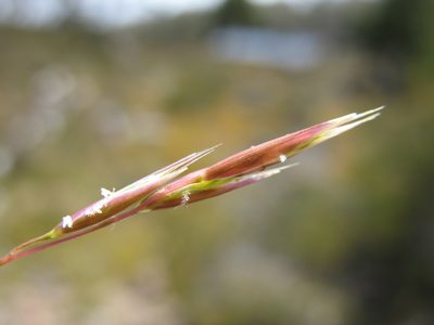 Rytidosperma nivicola, photographed by Michael D. Pirie