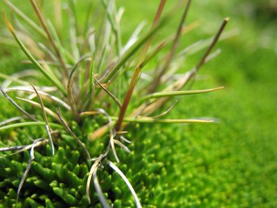 Rytidosperma nivicola, photographed by Michael D. Pirie