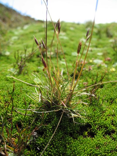 Rytidosperma nivicola, photographed by Michael D. Pirie