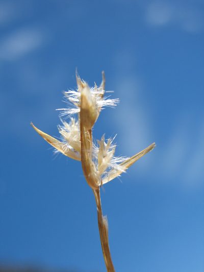 Rytidosperma pauciflorum, photographed by Michael D. Pirie