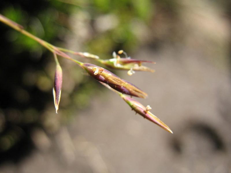 Rytidosperma pauciflorum, photographed by Michael D. Pirie