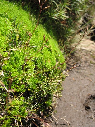 Rytidosperma pauciflorum, photographed by Michael D. Pirie