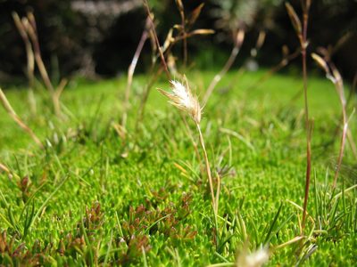 Rytidosperma pauciflorum, photographed by Michael D. Pirie