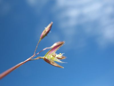 Rytidosperma pauciflorum, photographed by Michael D. Pirie