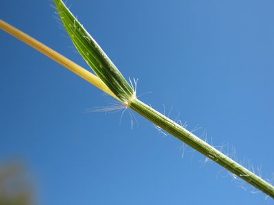 Rytidosperma setaceum, photographed by Michael D. Pirie