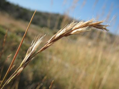 Rytidosperma penicillatum, photographed by Michael D. Pirie