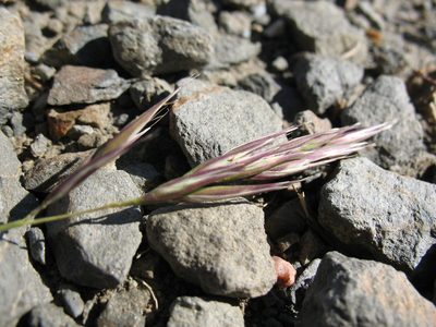Rytidosperma penicillatum, photographed by Michael D. Pirie