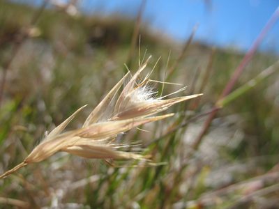 Rytidosperma alpicola, photographed by Michael D. Pirie