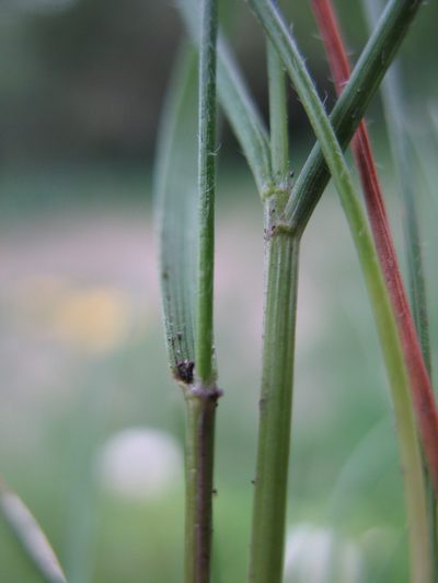 Plinthanthesis rodwayi, photographed by Michael D. Pirie
