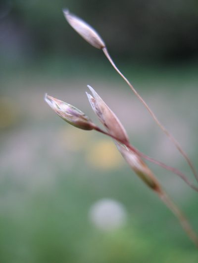 Plinthanthesis rodwayi, photographed by Michael D. Pirie