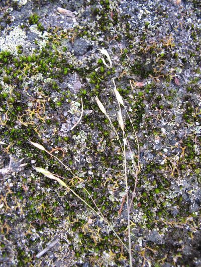 Plinthanthesis rodwayi, photographed by Michael D. Pirie