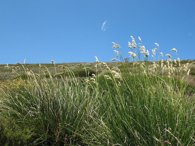 Chionochloa frigida, photographed by Michael D. Pirie