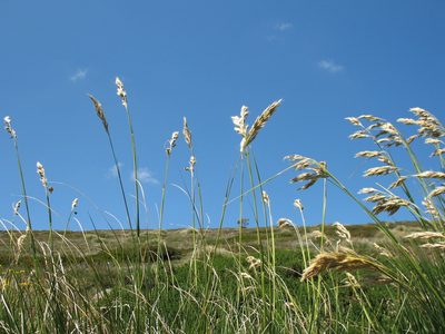 Chionochloa frigida, photographed by Michael D. Pirie