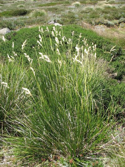 Chionochloa frigida, photographed by Michael D. Pirie