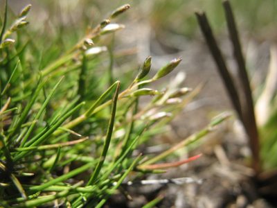 Rytidosperma australe, photographed by Michael D. Pirie