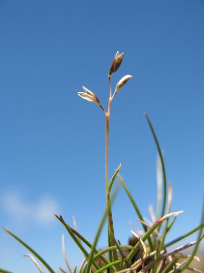 Rytidosperma australe, photographed by Michael D. Pirie
