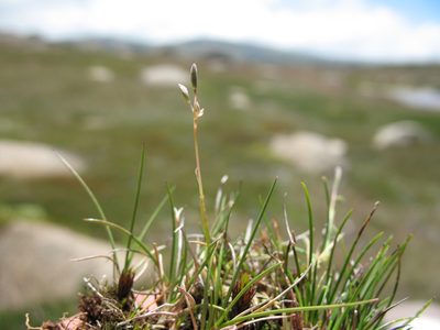 Rytidosperma australe, photographed by Michael D. Pirie