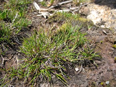 Rytidosperma australe, photographed by Michael D. Pirie