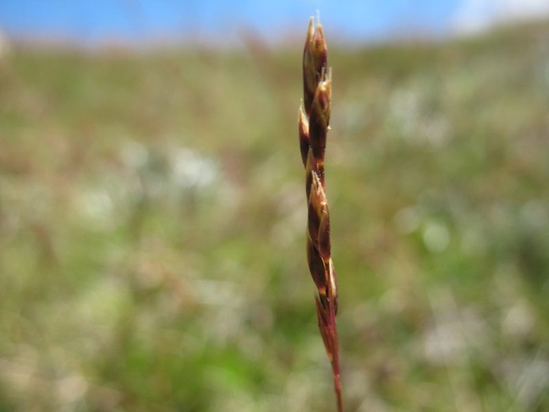 Rytidosperma nivicola, photographed by Michael D. Pirie