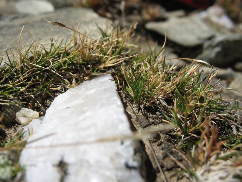 Rytidosperma pumilum, photographed by Michael D. Pirie