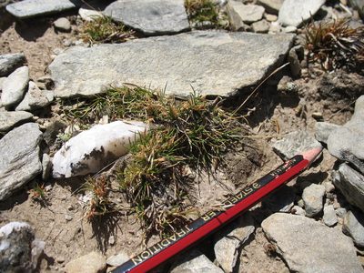 Rytidosperma pumilum, photographed by Michael D. Pirie