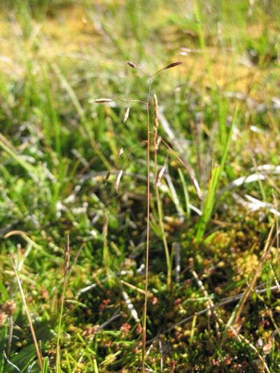 Rytidosperma vickeryae, photographed by Michael D. Pirie