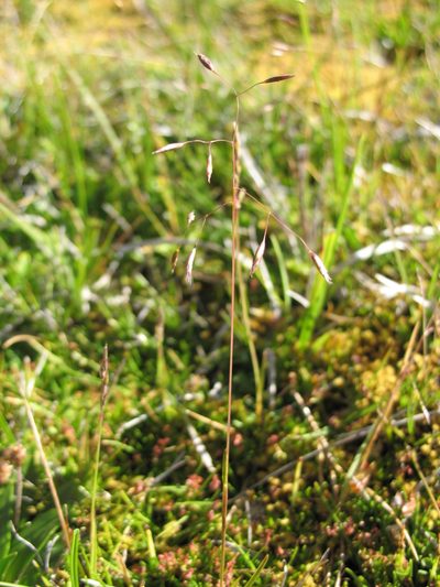 Rytidosperma vickeryae, photographed by Michael D. Pirie