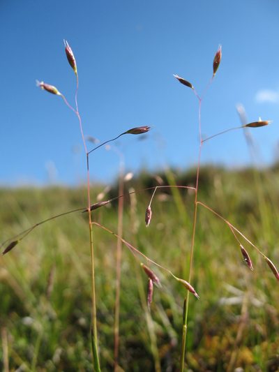 Rytidosperma vickeryae, photographed by Michael D. Pirie