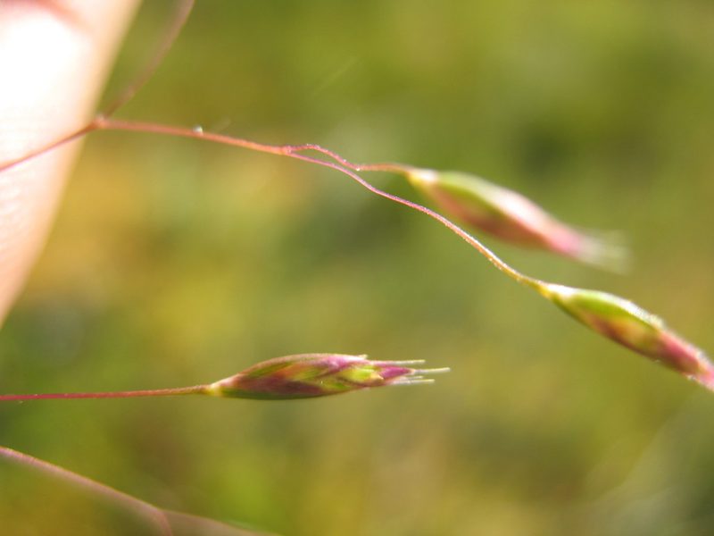 Rytidosperma vickeryae, photographed by Michael D. Pirie